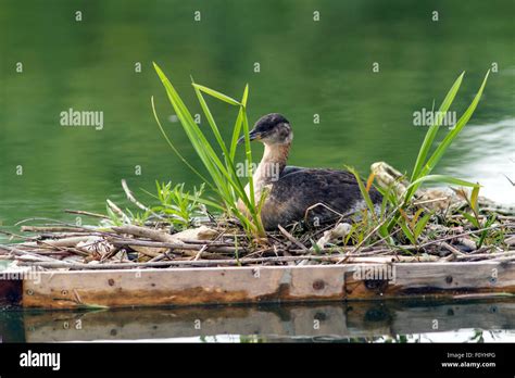 A Female red necked Grebe nesting Stock Photo - Alamy