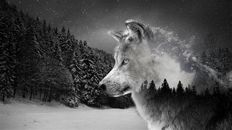 Desktop Wolf 4k Wallpapers - Wallpaper Cave