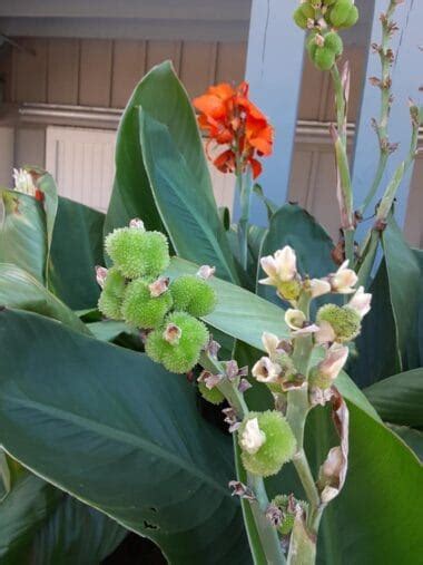 Canna Lily Seeds: Harvesting & Propagating Guide