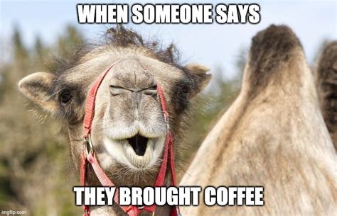 Wednesday Coffee Memes: 30+ Hilarious Hump Day Jokes | Coffee Affection