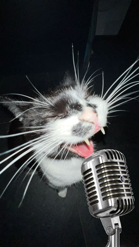 He’s singing in 2024 | Cat memes, Funny looking cats, Funny cute cats