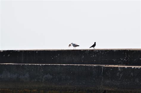 Premium Photo | Seagull eating fish on the pier