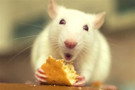 8 Best Rat Foods For A Healthy Diet (2022 Review & Guide)