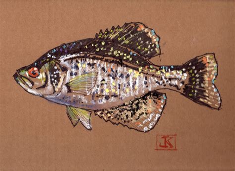 drawing flies 365: Drawing Fish 52_24 Crappie