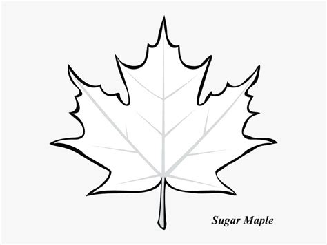 Maple Leaf Drawing Outline | AESTHETIC DRAWING