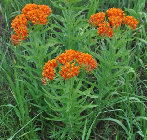 Butterfly Weed Seeds, Asclepias Tuberosa - Milkweed 4 Monarchs