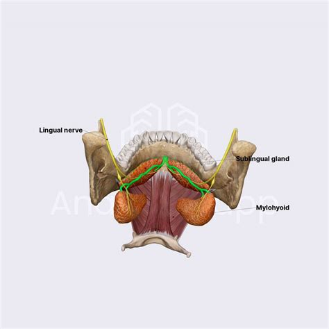 Sublingual gland | Salivary glands | Head and Neck | Anatomy.app | Learn anatomy | 3D models ...