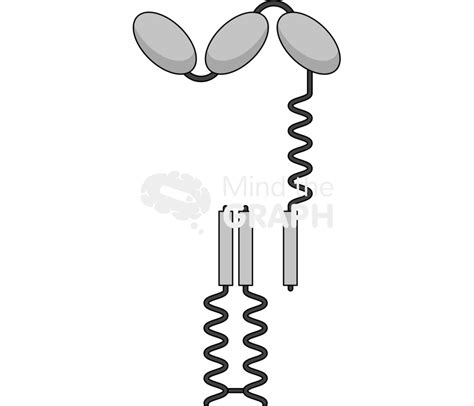 Fc receptor 1