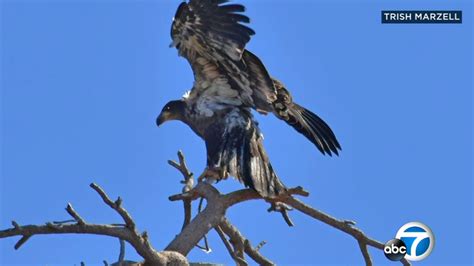 Meet Stormy, Big Bear's baby bald eagle taking social media by storm - ABC7 San Francisco