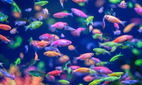 Glofish Lifespan: How Long Do Glofish Live? - A-Z Animals