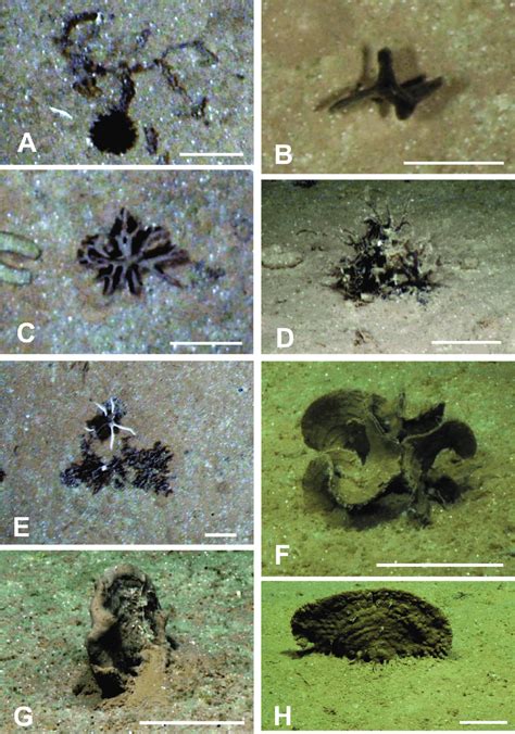 Seafloor images showing xenophyophores, or likely xenophyophores, taken... | Download Scientific ...