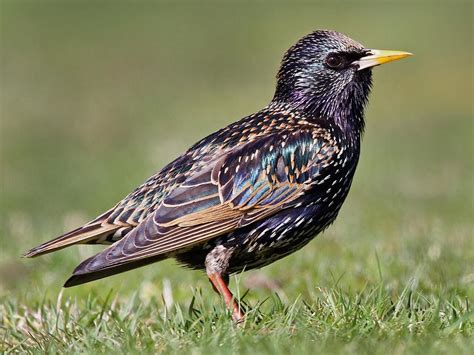 European Starling | Celebrate Urban Birds