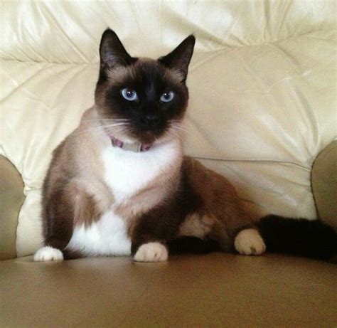 Snowshoe Siamese - Information Regarding The Snowshoe Cat | Siamese Cats And Kittens