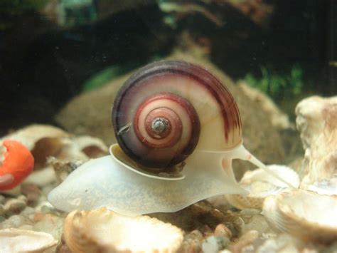 What to do About Aquarium Snail Infestations