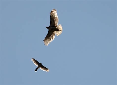 Fall Hawk Migration Alabama Gulf Coast: 2011 Fall Hawk Migration ...