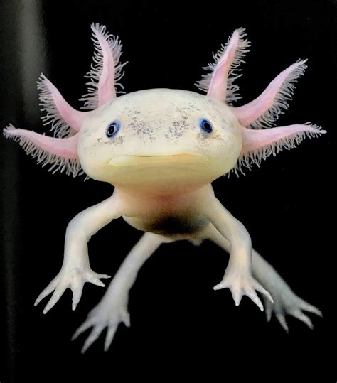 I see your cute animals and give you a real life pokemon the Axolotl ...