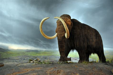 Scientists Say They Could Bring Back Woolly Mammoths Within Two Years - History in the Headlines