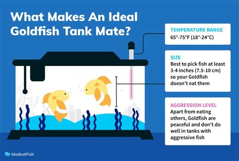 14 Best Goldfish Tank Mates: Most Safe Picks