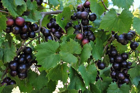 Muscadine Grapes - Tallahassee Nurseries | Tallahassee's Premier Garden Center & Landscaping