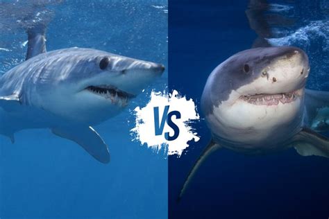 Great White Shark vs Megalodon: Clash of Predators – Ocean Action Hub