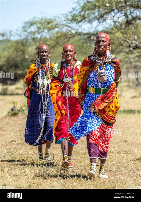 Masai women in traditional clothing is walking in the savannah ...