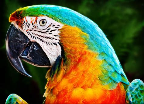 Colorful Macaw Parrot Photograph by Gary Cain