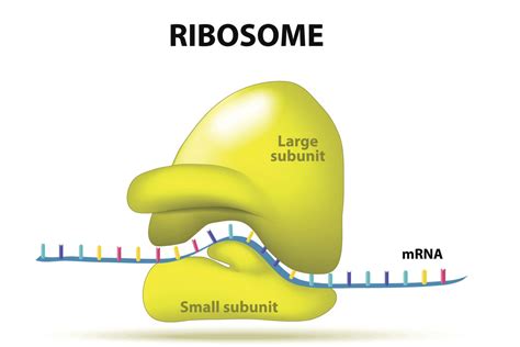 🔥 Free download Ribosomes and Protein Assembly [1500x1000] for your Desktop, Mobile & Tablet ...