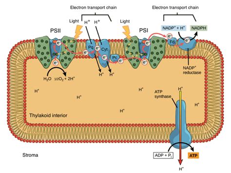 Photosystem 1 Diagram