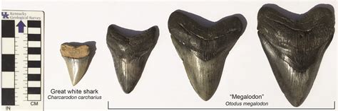 Fossil of the month: Megalodon teeth