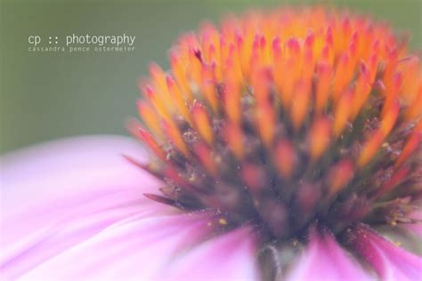 sassafras: cone flowers :: nature photography :: macro photography