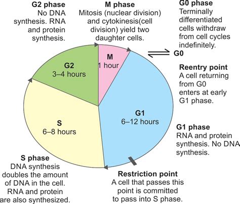 Cell Cycle Checkpoints Diagram