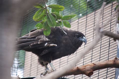 Hawaiian Hawk ('Io) - Honolulu Zoo Society