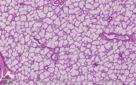 Micrograph illustrating the structure of a sublingual gland