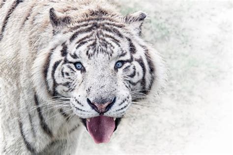 Albino Tiger free image | Peakpx