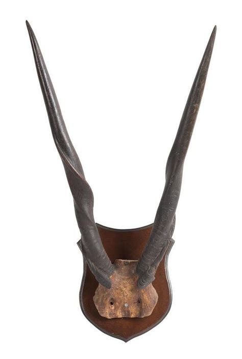 Mid-century Eland Antelope Horns, 80cm - Natural History - Industry Science & Technology