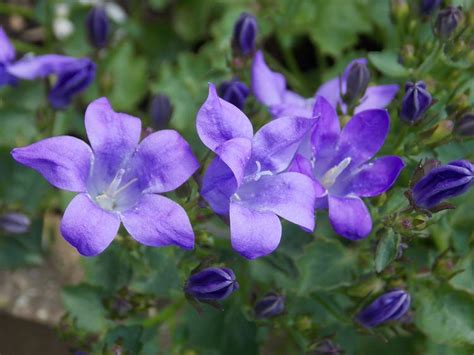 Perennials For Shade That Bloom All Summer | The Garden Glove