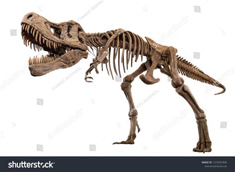 11,976 Dinosaur Skeleton Stock Photos, Images & Photography | Shutterstock