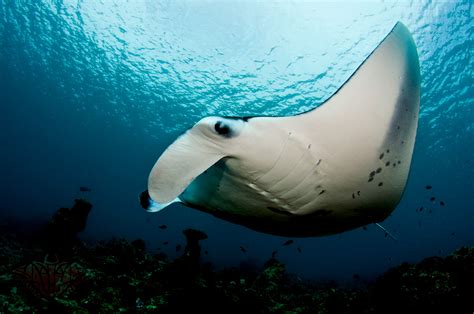 Reef manta ray - Wikipedia