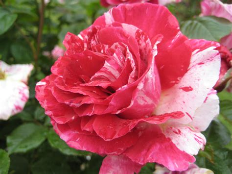 File:Rose Flowers.JPG - Wikimedia Commons