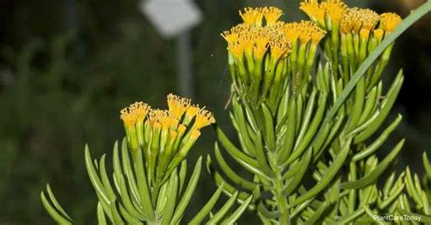 Senecio Barbertonicus Care: Growing Lemon Bean Bush Plants