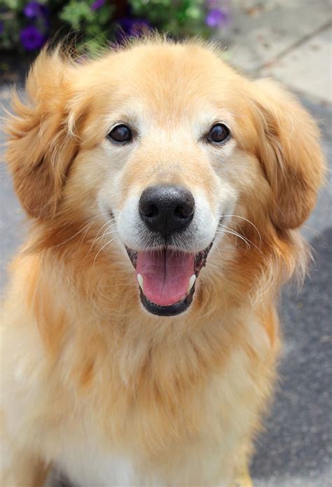 Golden Retriever Rescue Ohio