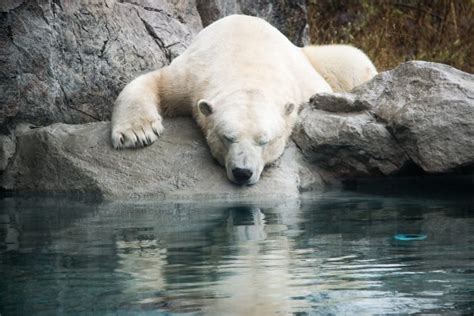 Meet the Bears: Visit the Cochrane Polar Bear Habitat - Northeastern Ontario Canada - Meet the ...