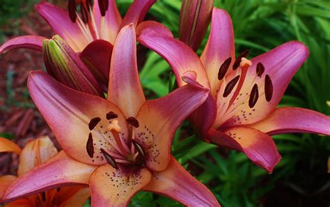 Asiatic Lilies of a Different Color Photograph by Bruce Bley