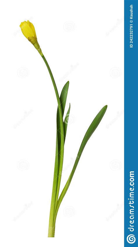 Yellow Narcissus Flower and Green Leaves Isolated Stock Image - Image ...