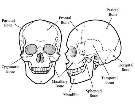 Skull Diagram Front