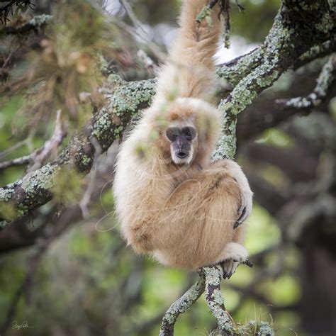 The Gibbon, a fine art print. A Gibbon ape is a lesser ape, originally from Southeast Asia and ...