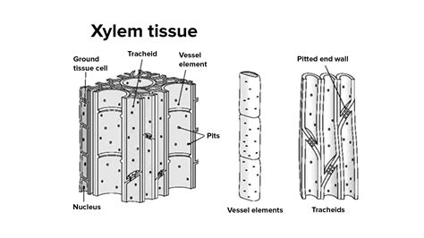 Name the constituents cells of xylem?