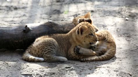 Two Funny Little Liger Cub. Stock Footage Video (100% Royalty-free) 5599517 | Shutterstock