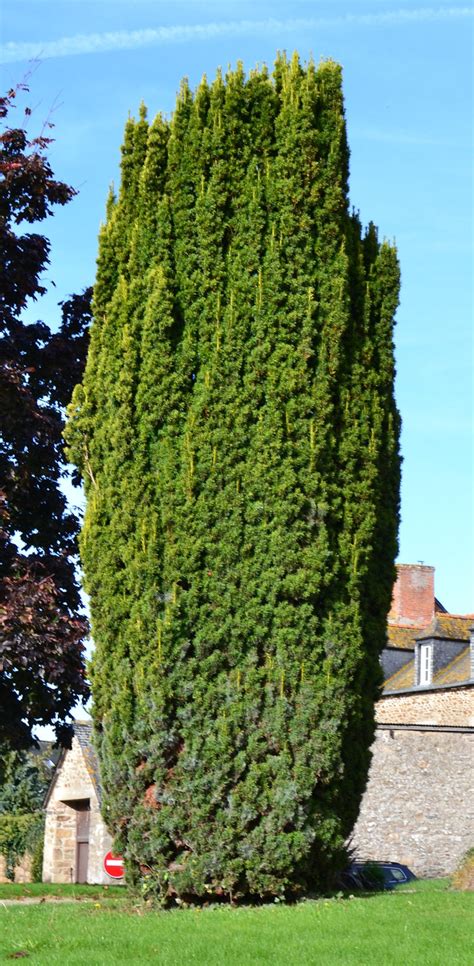 Taxus Baccata Fastigiata Aurea