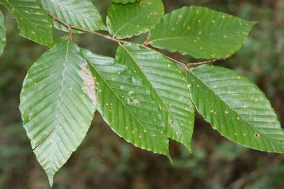 AMERICAN BEECH - FAGUS GRANDIFOLIA | The UFOR Nursery & Lab